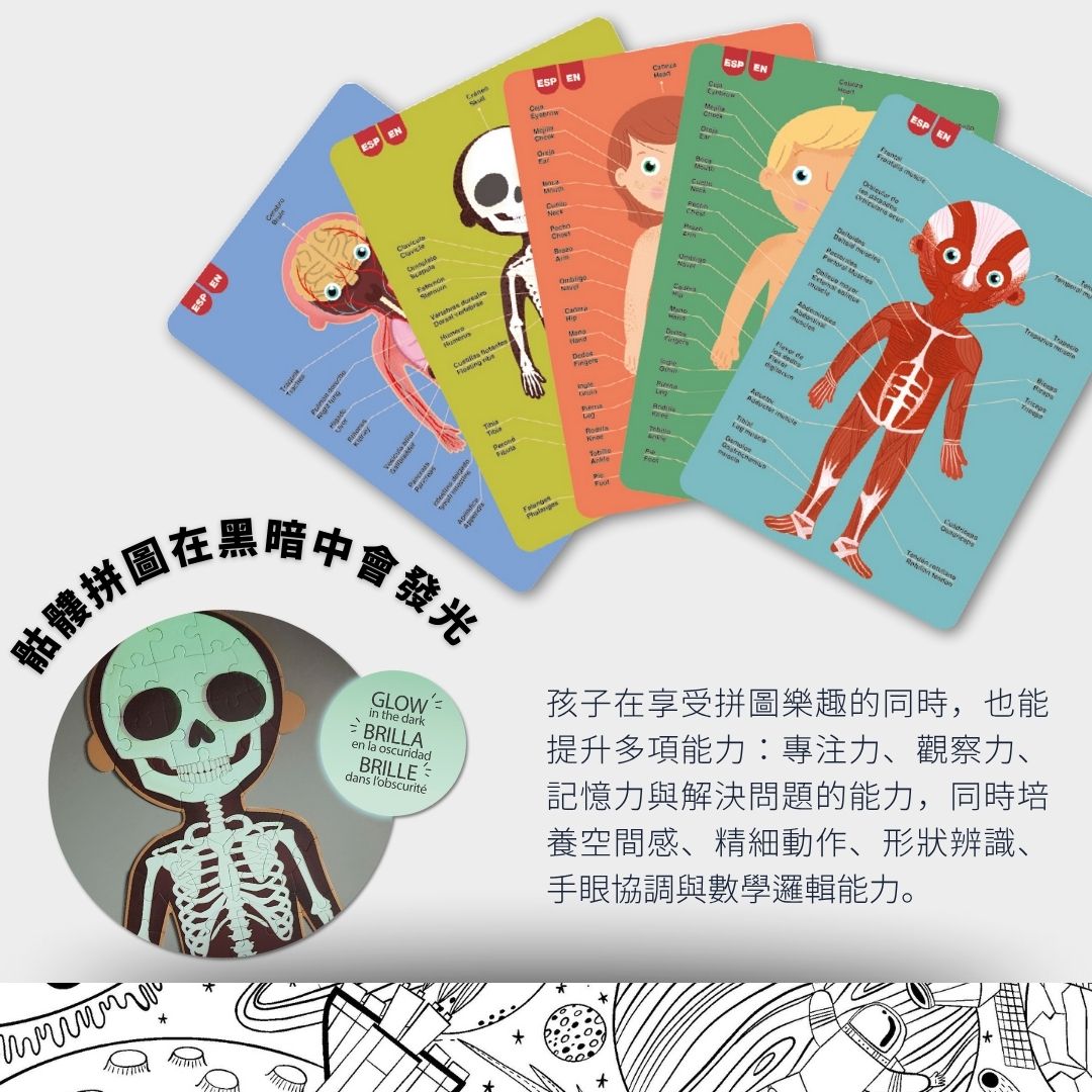 人體部位英文教學卡片展示，骨骼拼圖在黑暗中會發光(有夜光功能)。