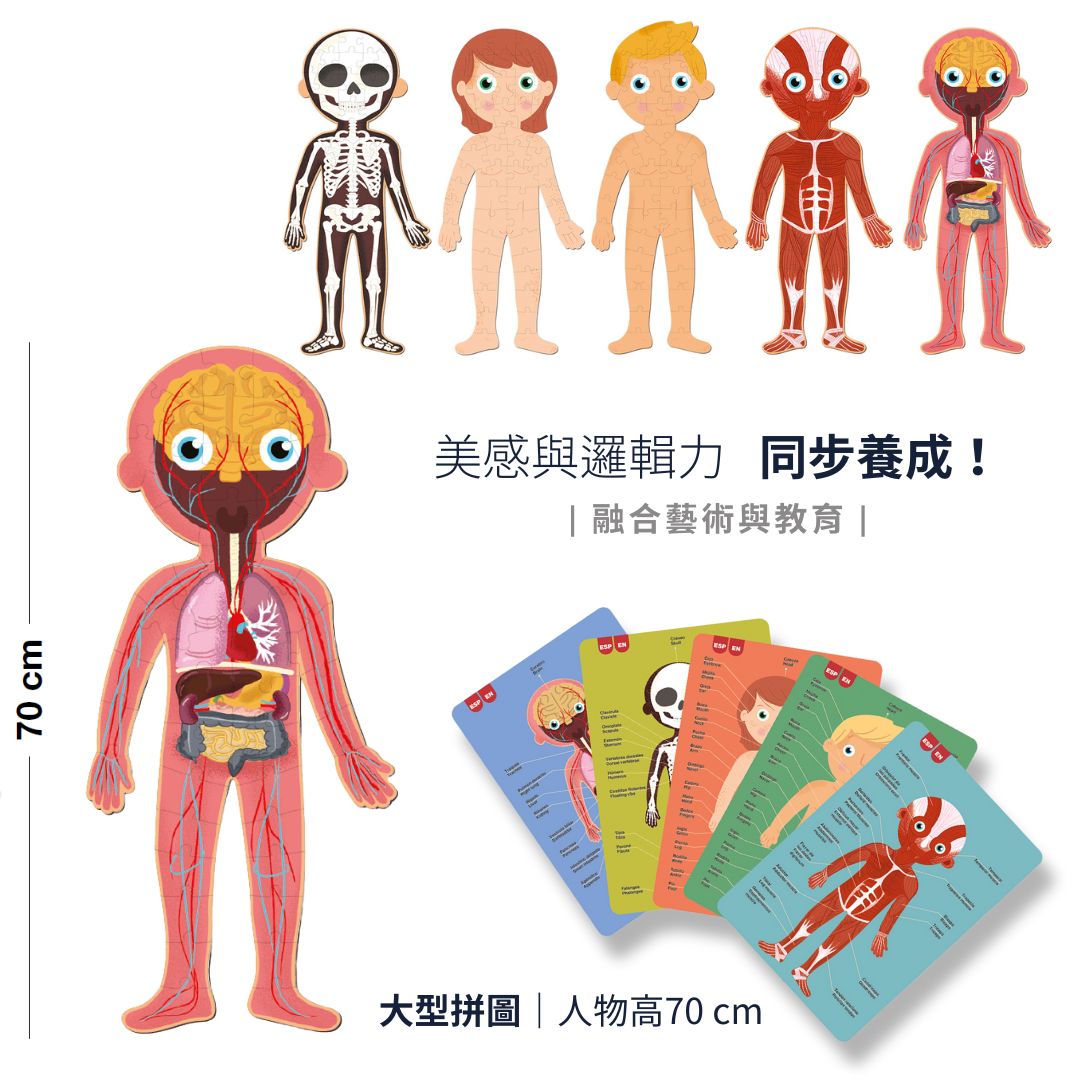 西班牙 APLI Kids人體結構拼圖：英文教學卡展示人體部位英文詞彙與圖示
